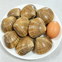 Large Wenbei Clams