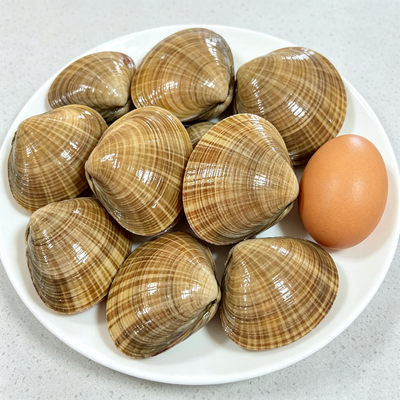 Large Wenbei Clams